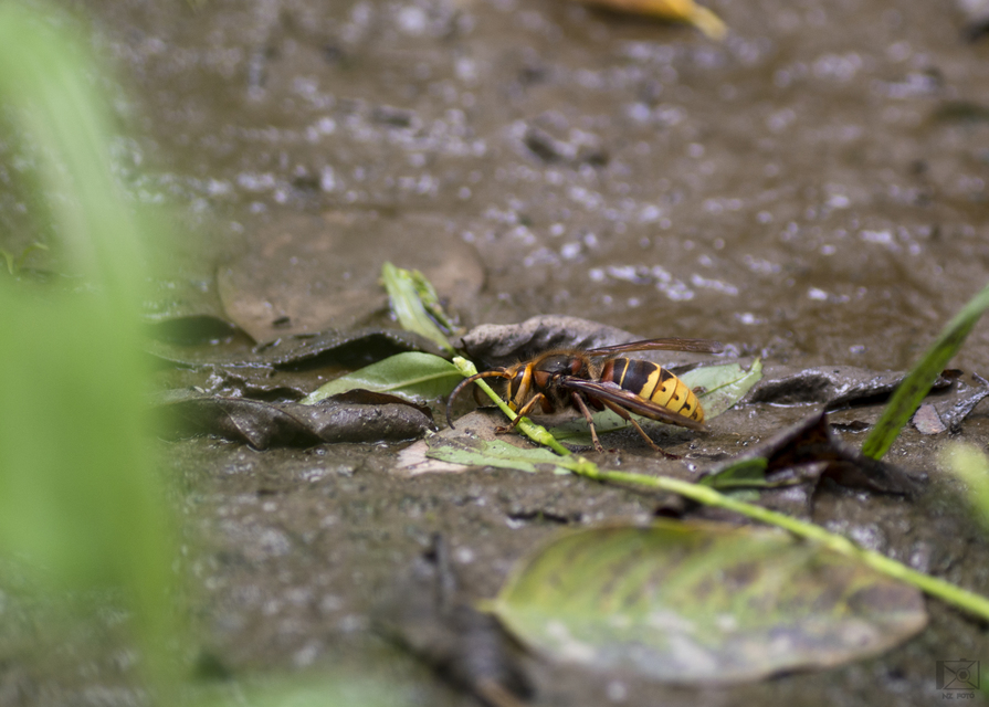 Vespa crabro - lódarázs