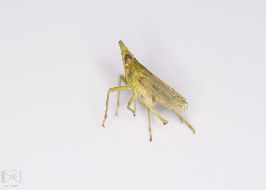 Dictyophara