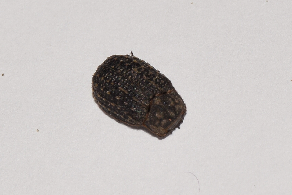 Trox sabulosus - közönséges irhabogár