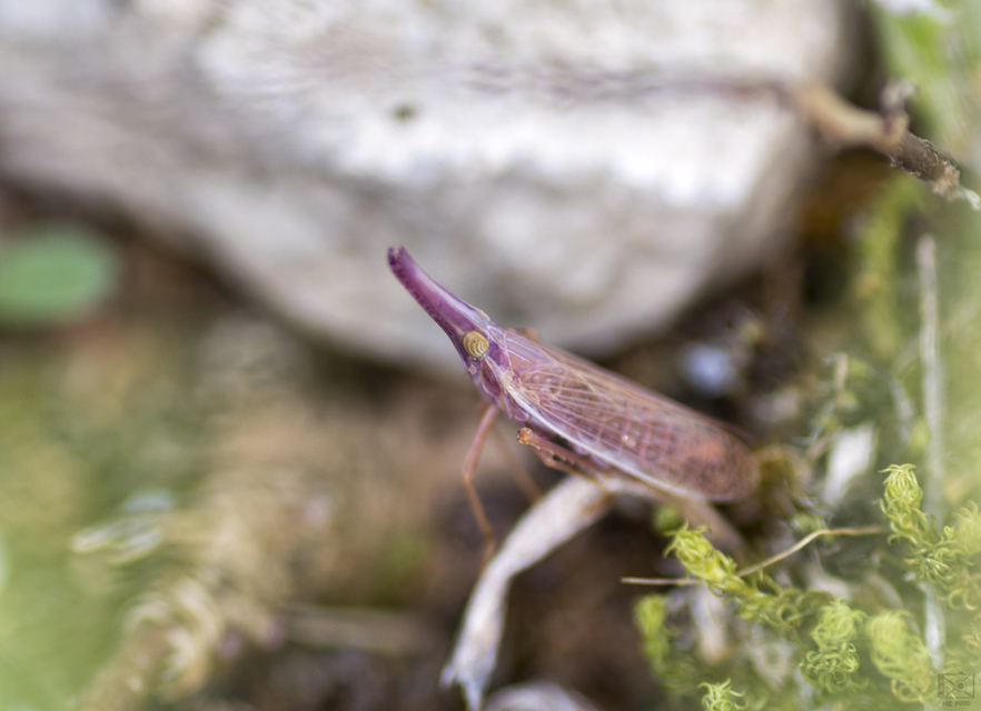 Dictyophara pannonica