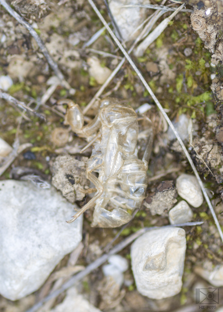 Cicadidae - énekeskabócák