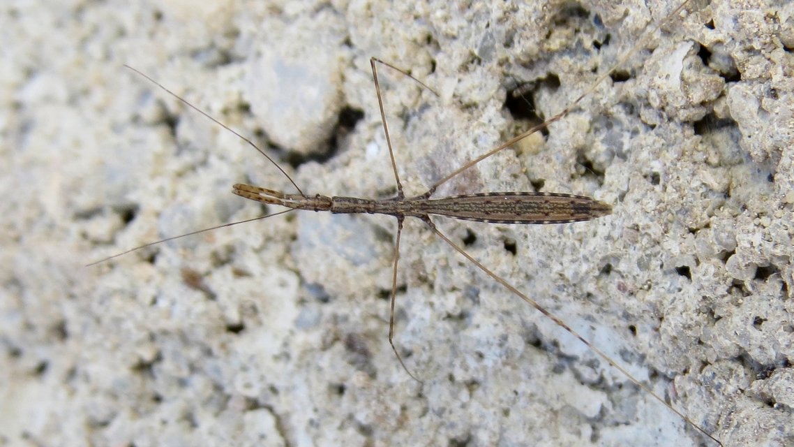 Metapterus caspicus