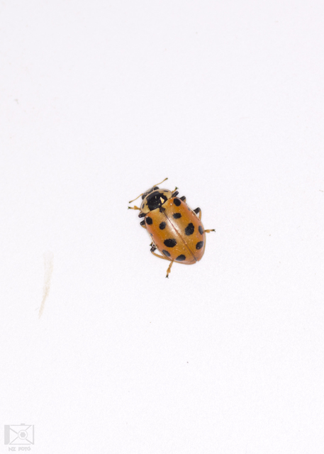 Hippodamia tredecimpunctata - mocsári katica