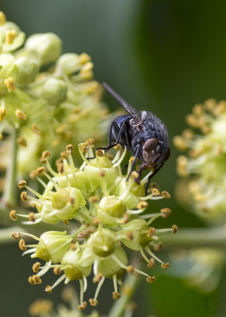 Calliphora