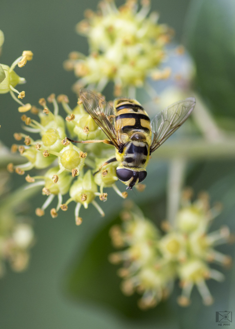 Myathropa florea - halálfejes odúlégy