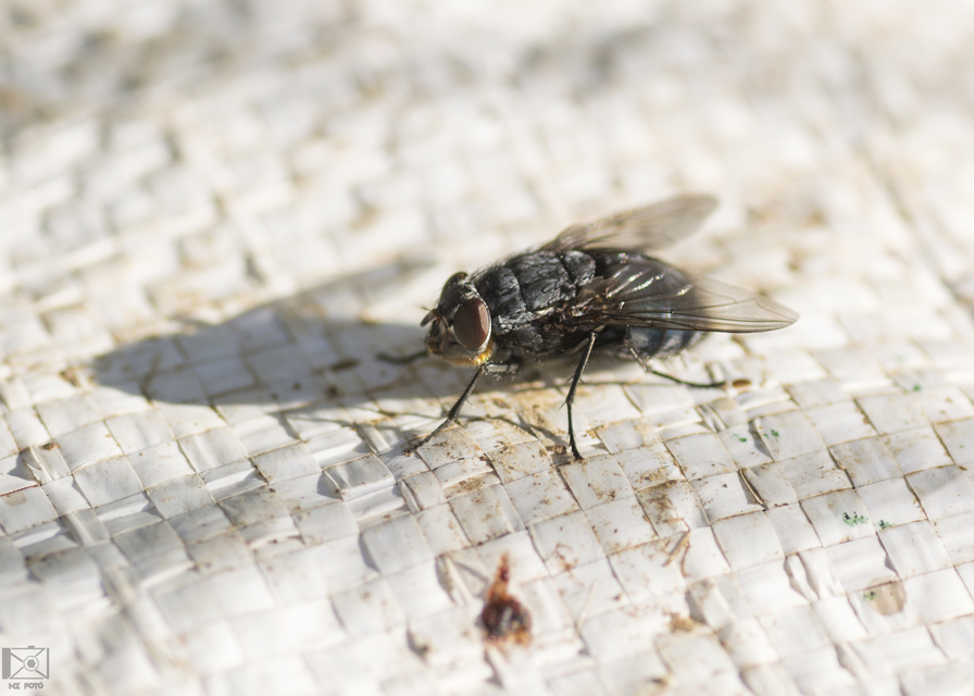 Calliphora vomitoria - feketearcú dongólégy