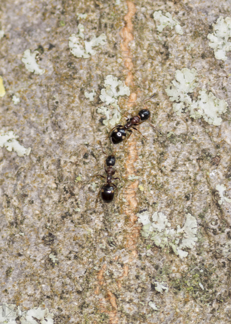 Dolichoderus quadripunctatus - négypettyes erdeihangya