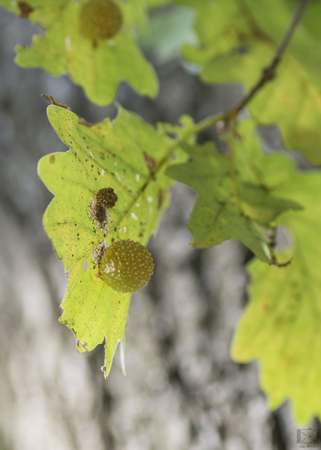 Cynips quercus