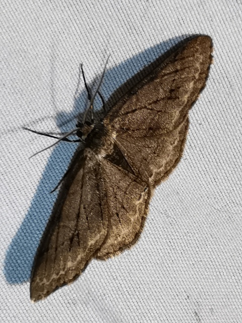 Ectropis crepuscularia - avararaszoló