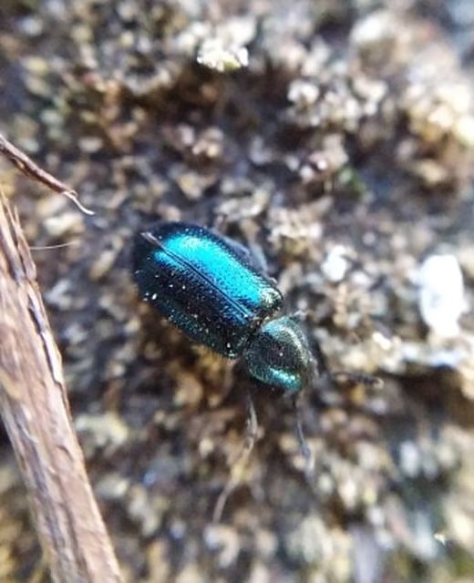 Necrobia violacea - kék hullabogár