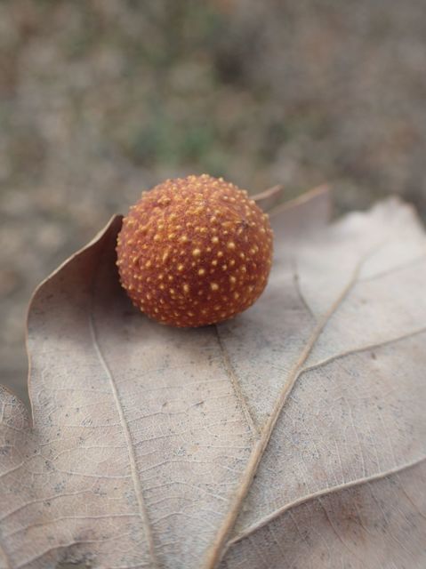 Cynips quercusfolii - golyógubacsdarázs