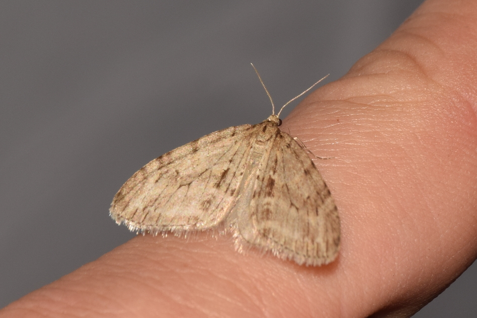 Trichopteryx polycommata - kőrisfa-lebenyesaraszoló