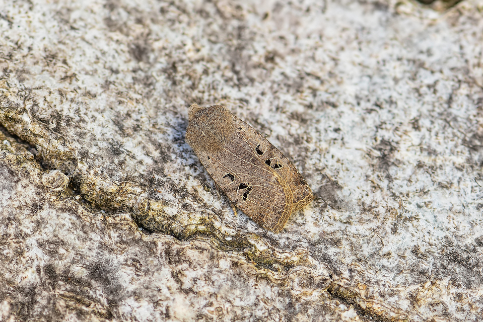 Conistra rubiginosa - szürke télibagoly