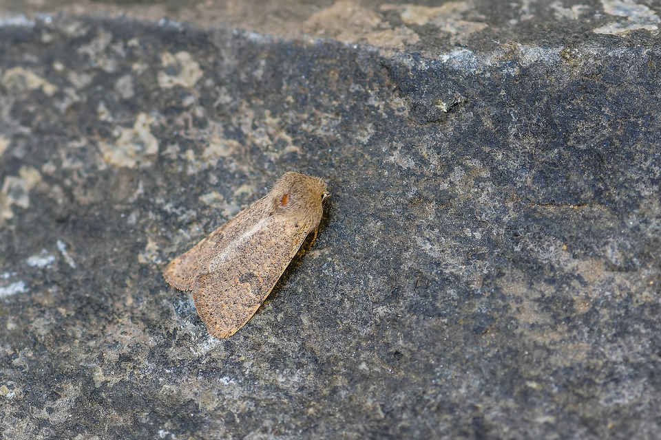 Orthosia cruda - kis barkabagoly