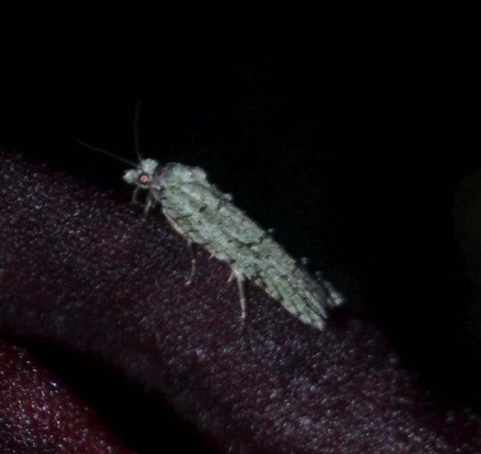 Acleris literana - zöldesfehér levélmoly