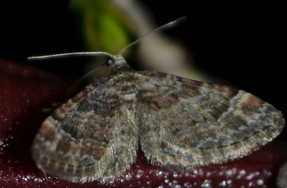 Gymnoscelis rufifasciata - vöröscsíkos törpearaszoló
