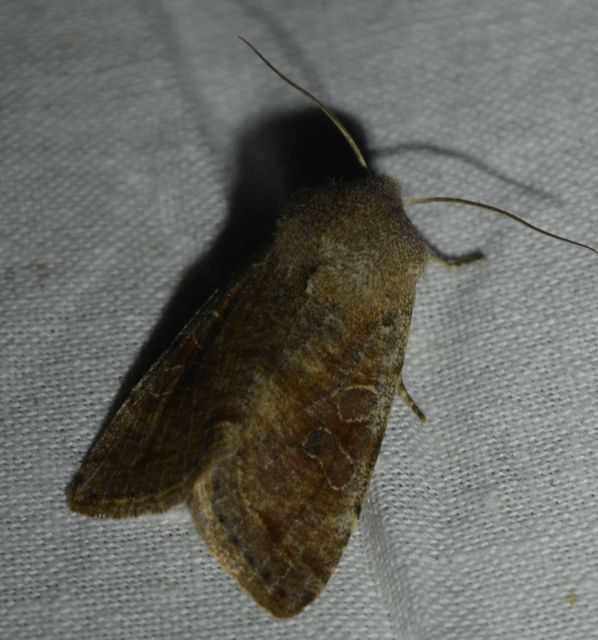 Orthosia incerta - változékony barkabagoly