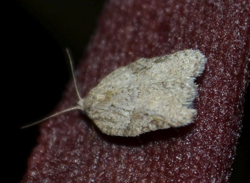 Acleris