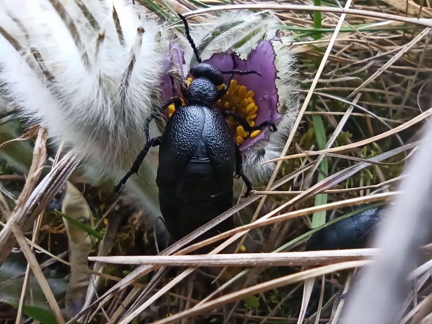Meloe proscarabaeus - közönséges nünüke