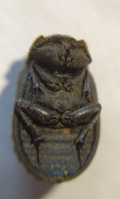 Trox sabulosus - közönséges irhabogár
