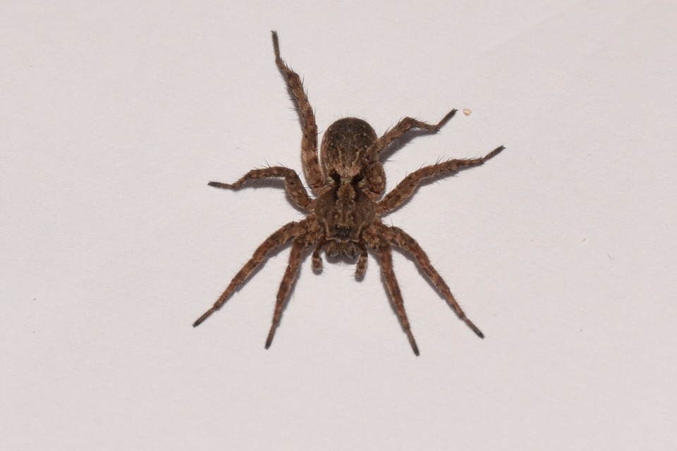 Alopecosa sulzeri