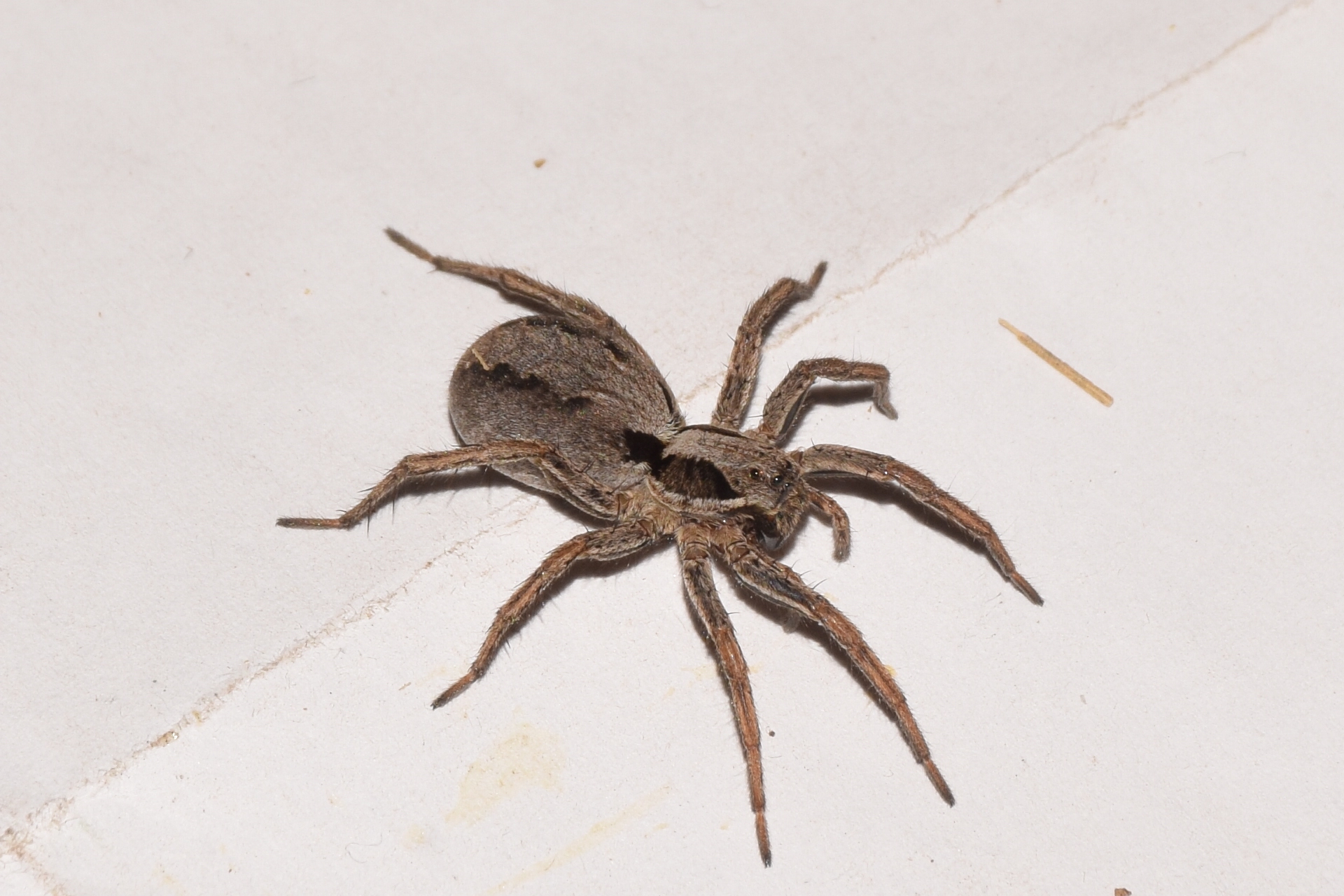 Alopecosa mariae