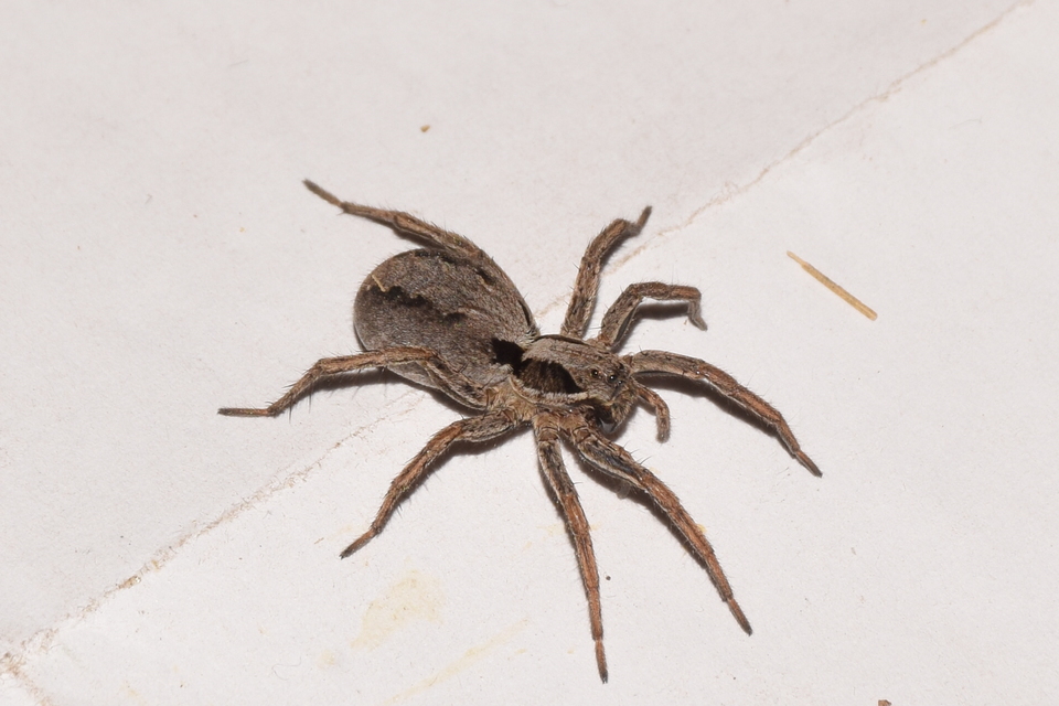 Alopecosa mariae