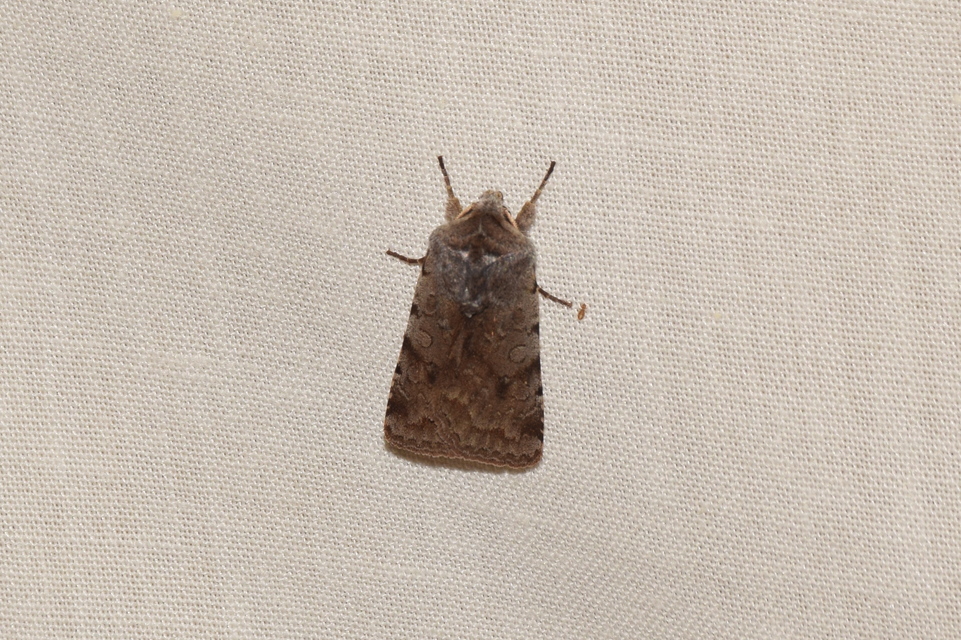 Cerastis rubricosa - vörhenyes tavaszibagoly