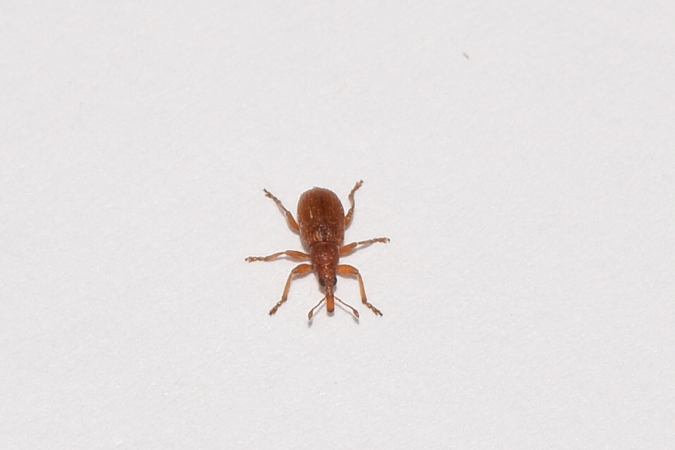 Apion rubiginosum - sóskaszár-cickányormányos
