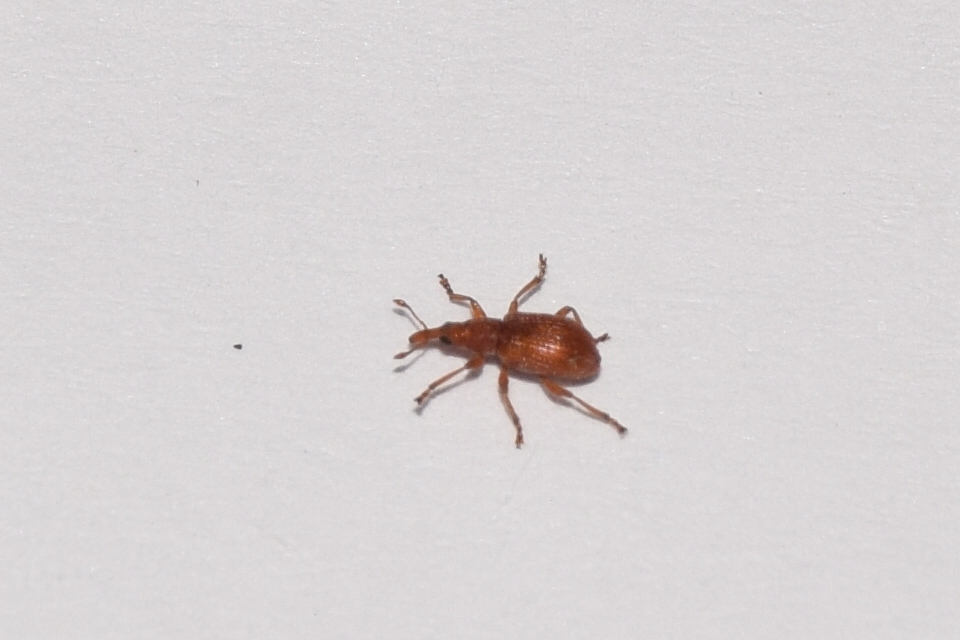 Apion rubiginosum - sóskaszár-cickányormányos