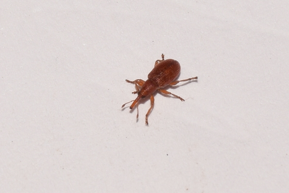 Apion rubiginosum - sóskaszár-cickányormányos