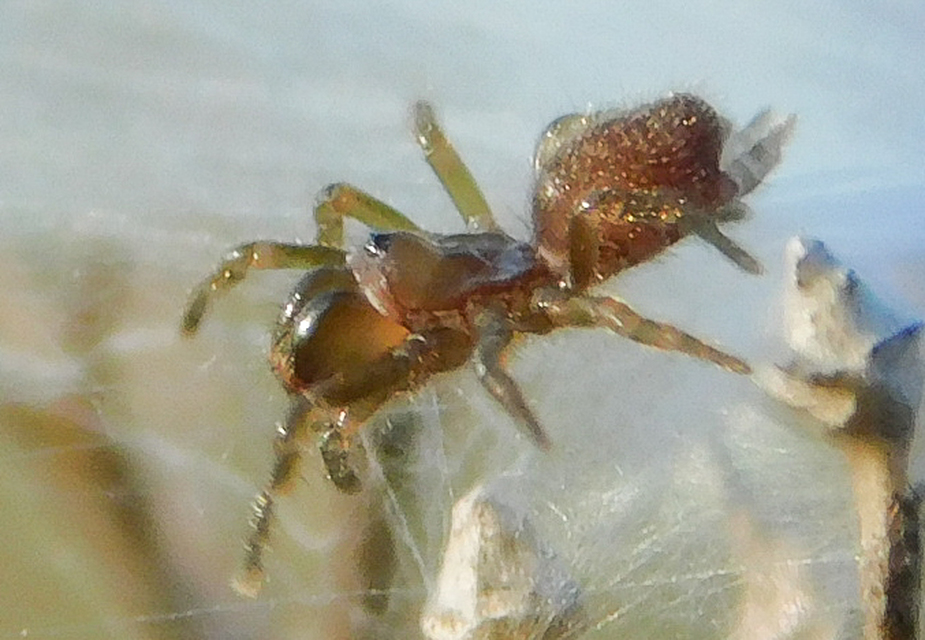 Atypus