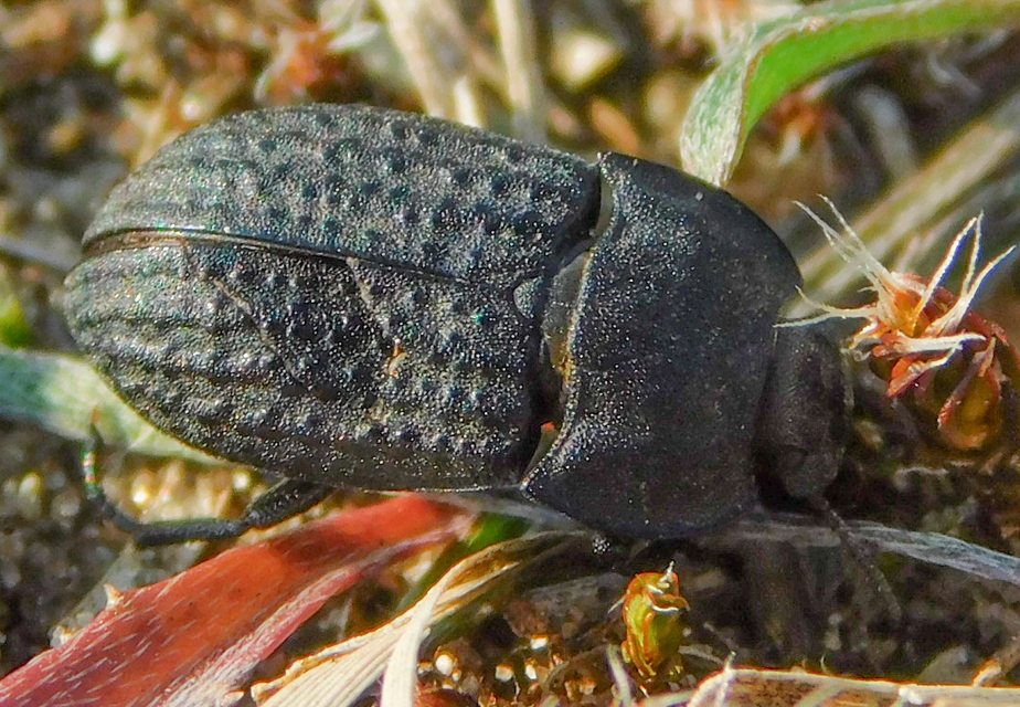 Opatrum sabulosum - sároshátú gyászbogár