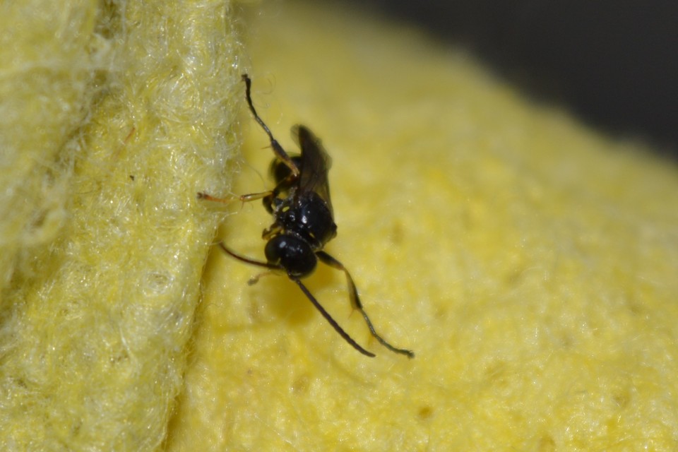 Crabronidae - szitásdarazsak