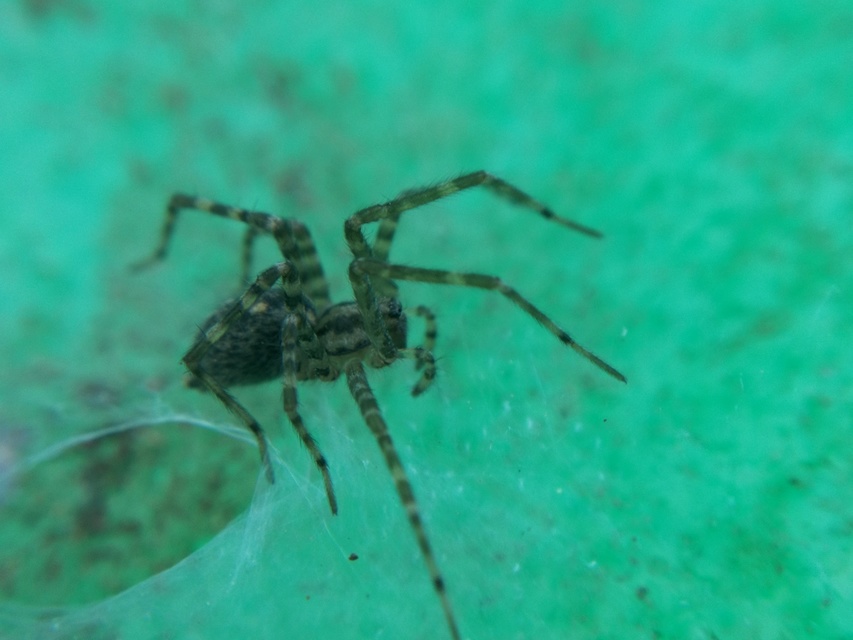 Tegenaria silvestris - erdei zugpók