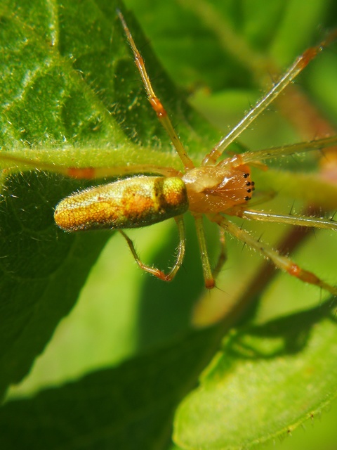 Tetragnatha