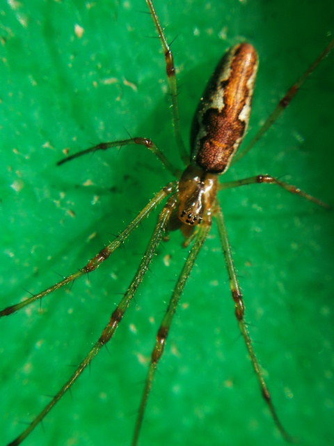 Tetragnatha