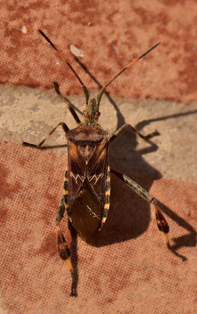 Leptoglossus occidentalis - nyugati levéllábú poloska