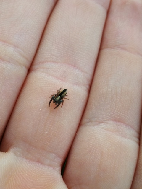 Pseudicius encarpatus - kéregugrópók
