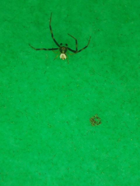 Misumena vatia - viráglakó karolópók