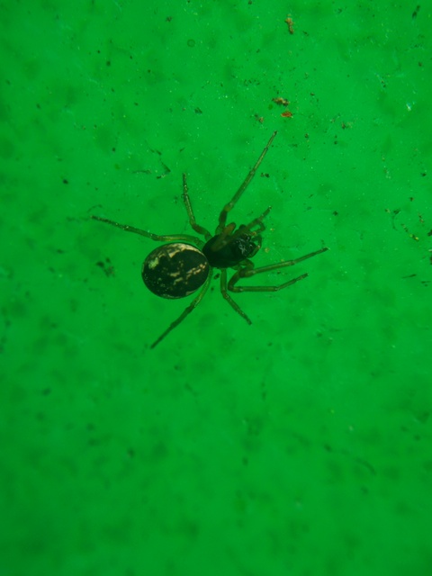 Pachygnatha degeeri