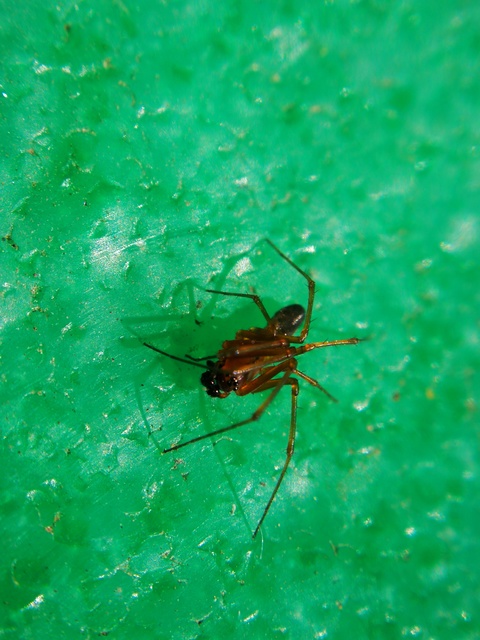 Linyphiidae - vitorláspókok