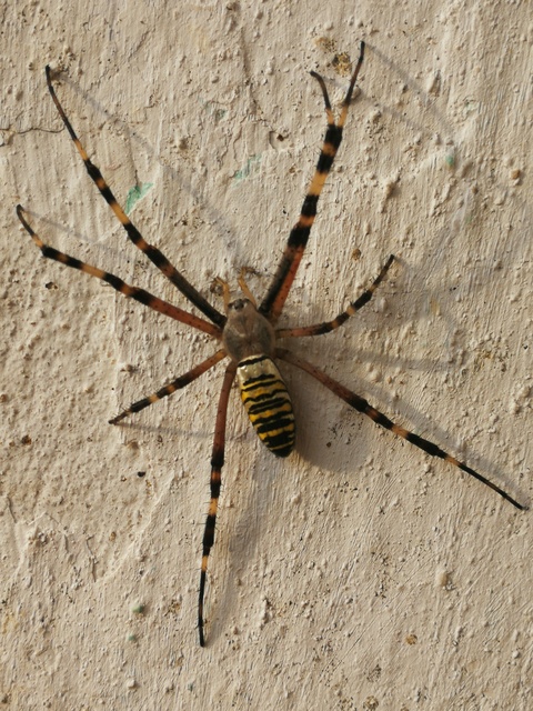 Argiope bruennichi - darázspók