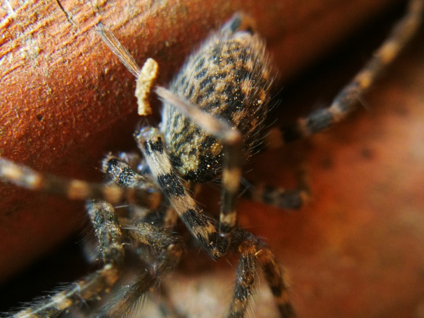 Tegenaria