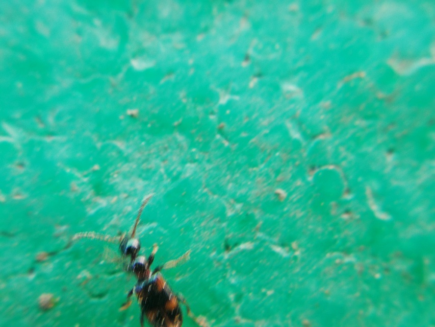 Anthicus antherinus - közönséges fürgebogár
