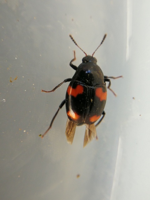 Scaphidium quadrimaculatum - négyfoltos sajkabogár