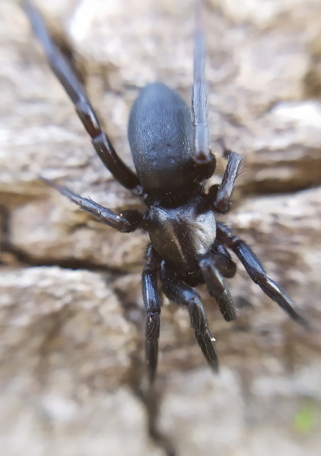Gnaphosa lucifuga - fekete kövipók