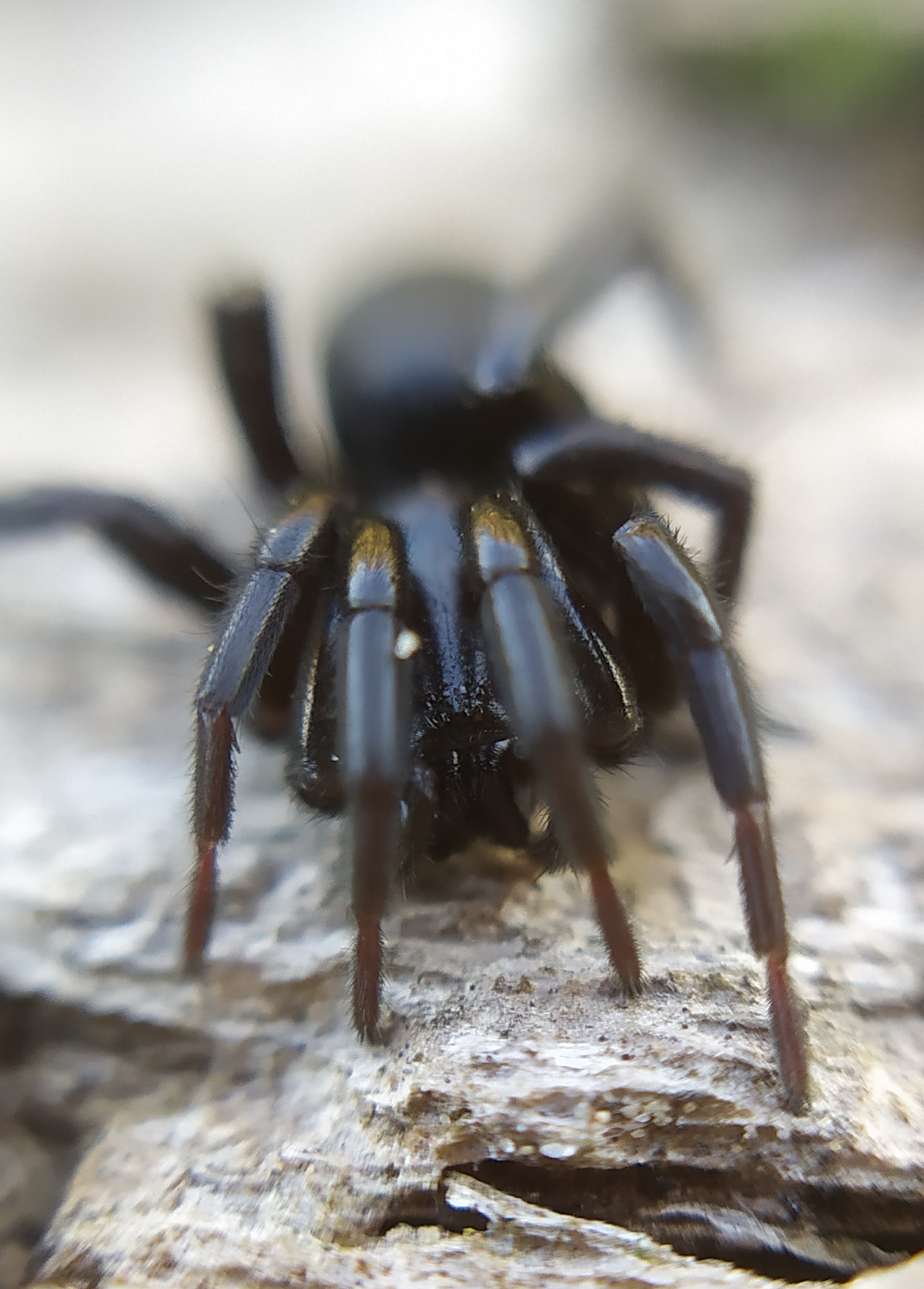 Gnaphosa lucifuga - fekete kövipók