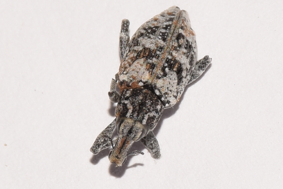 Coniocleonus turbatus - homoki barkó
