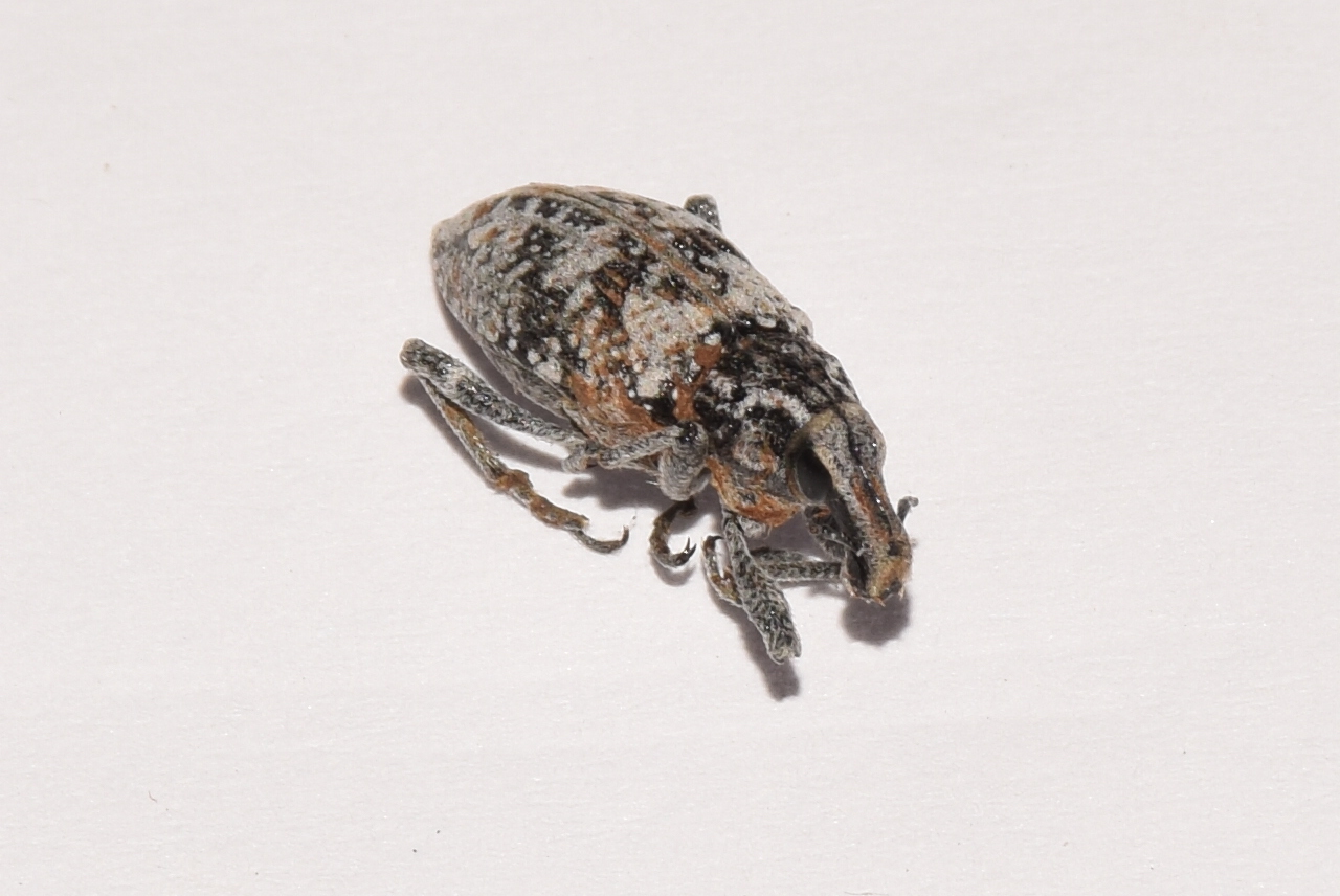 Coniocleonus turbatus - homoki barkó
